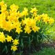 Yellow plants flowering flowers blooming garden varieties