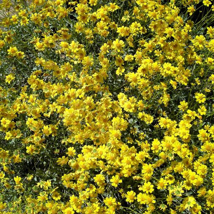 Plant with yellow flowers identification