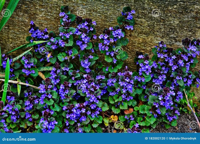 Ivy plant with purple flowers