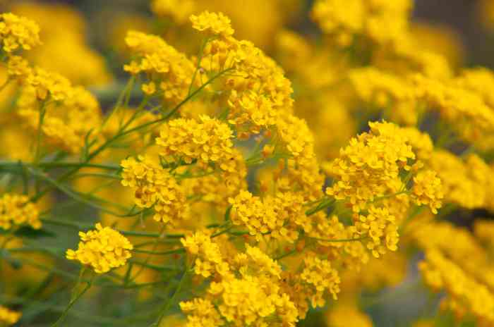 Plant with yellow flowers identification