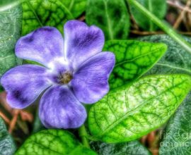 Ivy plant with purple flowers