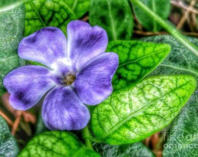 Ivy plant with purple flowers