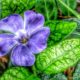 Ivy plant with purple flowers