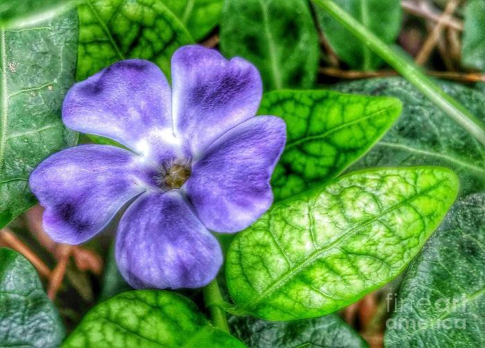 Ivy plant with purple flowers